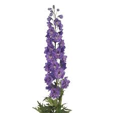 Image result for Delphinium leroyi
