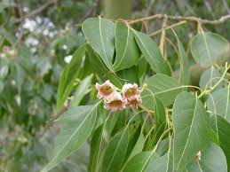 Image result for Brachychiton populneus