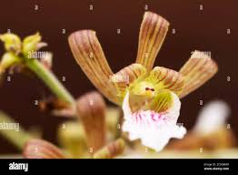 Image result for Eulophia petersii