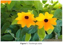 Image result for Thunbergia annua