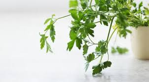 Efek ini juga menyebabkan seseorang untuk mudah serbuk daun ketumbar dimasukkan kedalam wadah kedap udara dan disimpan di tempat yang kering dan terlindungi dari sinar matahari langsung. Apa Itu Cilantro Mengenal Daun Ketumbar Lebih Baik Lifestyle Fimela Com