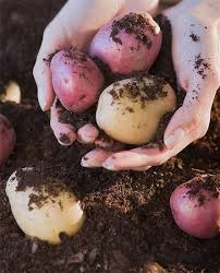 5 out of 5 stars. How To Grow Potatoes In A Garbage Bin Chatelaine