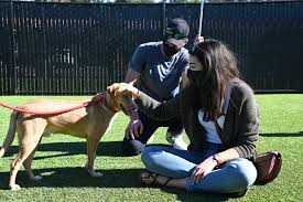 Compare your options and call now. Formerly Mistreated Dog Finds His Happily Ever After Helen Woodward Animal Center