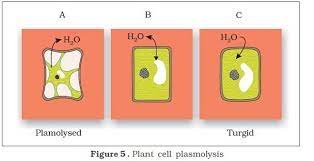 Water is absorbed by roots from the plants lose gallons of water every day through the process of transpiration, the evaporation of the second cellular path is the symplastic path which takes the water molecule from cell to cell. When A Living Plant Cell Loses Water Through Osmosis There Is Contraction Of The Contents Of The Cell Brainly In