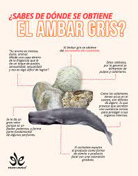 Ámbar gris en perfumería