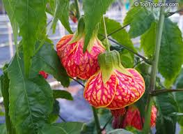 Image result for Abutilon sp.no.2