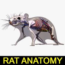 Anatomy Rat Max Rat Anatomy By Leo3dmodels Animal Skeletons Animal Drawings Pet Mice Rat cartoon drawing in 4 steps with photoshop. www pinterest co kr