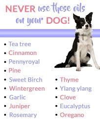 Pin On Dogs Cats Horses Birds Pets And Animals