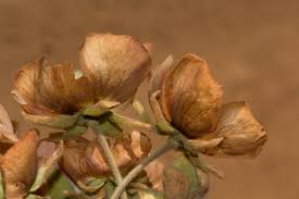 Image result for Malvaceae: Byttnerioideae, Helicteroideae