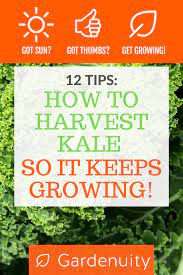 How To Harvest Kale So It Keeps Growing 12 Tips The Sage Harvesting Kale Easy Vegetables To Grow Growing Vegetables