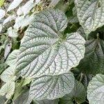 Image result for Momordica foetida