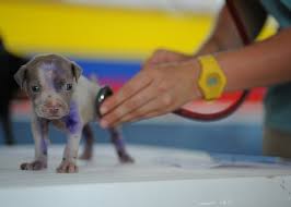 Are you looking for a friendly family vet or a clinic that's not part of a huge corporation. Eugene Pet Resources Sheltercare