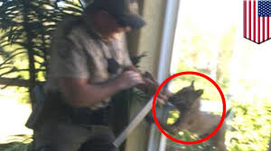 A bobcat was attacking two bernese mountain dogs with a determination unlike a barre homeowner had ever seen. Bobcat Attacks Video Shows Rabid Bobcat Attacks Wildlife Officer In Florida Home Tomonews Youtube