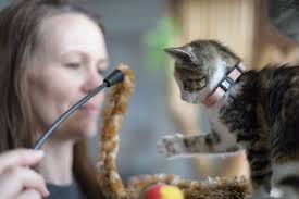 Ask the SPCA: Indoor cat enrichment