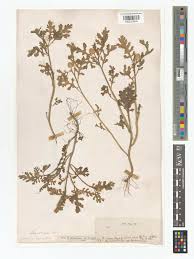 Image result for Athroisma stuhlmannii