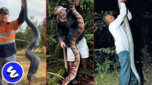 Maybe you would like to learn more about one of these? 5 Ular Berbisa Terbesar Di Dunia King Cobra Terbesar Tapi Bukan Yg Terganas Youtube