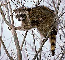 Maybe you would like to learn more about one of these? Raccoon Wikipedia
