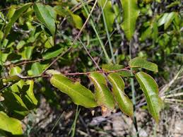 Image result for Sclerocroton