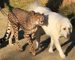 Cheetah And Dog Friend San Diego Zoo Safari Park San Diego Zoo Safari Park San Diego Zoo Safari Park