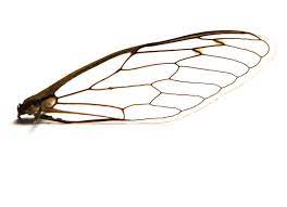 Leaded Glass Insect Wings Dragonfly Art Insect Art