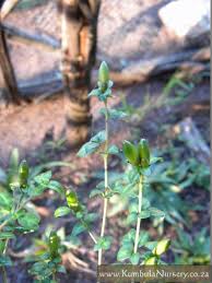 Image result for Sclerochiton hirsutus