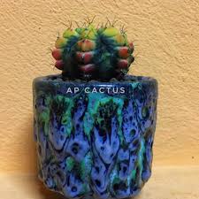 See all 2 words beginning with cactus here. Ap Cactus Home Facebook