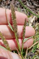 Image result for Agrostis isopholis