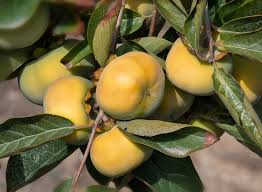 Image result for Ebenaceae