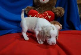 Check spelling or type a new query. Buy Beagle Puppies Hull S Ozark Beagles