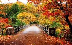 Image result for autumn photos