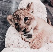 Instagram Anika Schuetz Pinterest Anika Schuetz Bebes Animaux Animaux Mignons Animaux Amusants