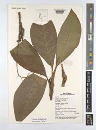 Image result for Culcasia ekongoloi