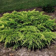 We are leading manufacturer and supplier of cypress ground cover. Groundcovers That Stay Green Hgtv