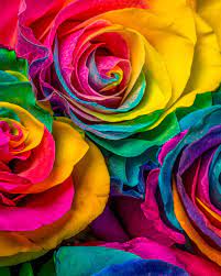 Good morning wishes with purple and pink rose bunch pictures. Yellow Pink And Purple Rose Photo Free Plant Image On Unsplash