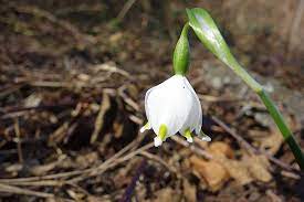 La pervinca è un'altra pianta erbacea Zainoinspalla La Natura In Montagna Fiori Inverno