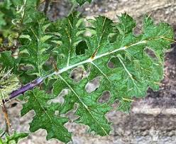 Image result for Solanum sisymbriifolium