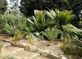 Image result for Cycas thouarsii