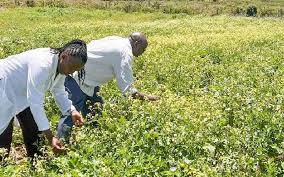 Image result for Erucastrum arabicum