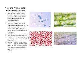 Plant cell vs animal cell microscope. Photo Album By Darcy Plant And Animal Cells Under The Microscope 1 What Indicators Were Used To Help View Some Organelles Under The Microscope 2 What Ppt Download