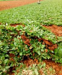 Jual rumput vetier akar wnagi dengan murah , murah nya akar wangi bukan berarti rmput murahan , rumput akar wangi dan menjual bibit rumput vetiver dengan cara polibeg, permeter atau borongan berikut jasa tanam. Jual Rumput Gajah Mini 1 Navika Taman