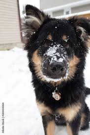 Perro Mezcla De Husky Con Pastor Aleman Jugando Con Nieve En La Nariz Stock Photo Adobe Stock