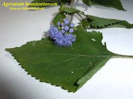 Image result for Ageratum houstonianum