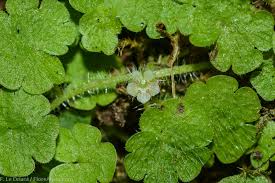 Image result for Sibthorpia