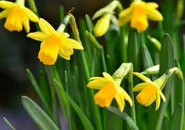 In den späten wintermonaten und im frühling zählen osterglocken zu den bedeutendsten blumen. Ostern Blume Kostenlose Stock Fotos Rgbstock Kostenlose Bilder Alfi007 March 04 2016 27