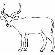 Find free printable antelope coloring pages for coloring activities. Antelope Looking At You Coloring Page