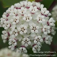 Grow Monarch Host Plants Variegated Milkweed Easy Care Plants Shade Plants Wildflower Garden