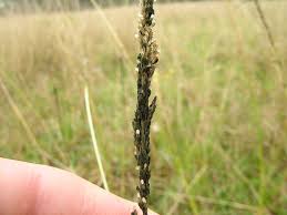 Image result for Sporobolus africanus