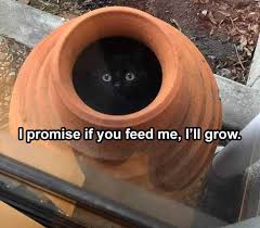 This is unarguably one of the funniest cat videos you've probably watched. Top 26 Hilarious Animal Memes Clean Enough For Kids