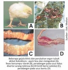 These sentences come from external sources and may not be accurate. Maksud Pedal Ayam Dalam English