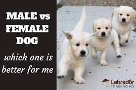 The golden has a dense and glamorous coat of gold. Should I Get A Male Or A Female Dog